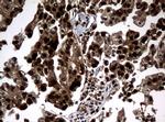 PCNA Antibody in Immunohistochemistry (Paraffin) (IHC (P))