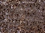 PCNA Antibody in Immunohistochemistry (Paraffin) (IHC (P))