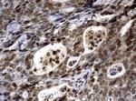 PCNA Antibody in Immunohistochemistry (Paraffin) (IHC (P))