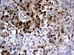 PCNA Antibody in Immunohistochemistry (Paraffin) (IHC (P))