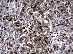 PCNA Antibody in Immunohistochemistry (Paraffin) (IHC (P))