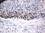 PCNA Antibody in Immunohistochemistry (Paraffin) (IHC (P))