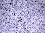 PCNA Antibody in Immunohistochemistry (Paraffin) (IHC (P))