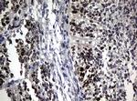 PCNA Antibody in Immunohistochemistry (Paraffin) (IHC (P))