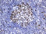 PCNA Antibody in Immunohistochemistry (Paraffin) (IHC (P))