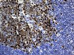PCNA Antibody in Immunohistochemistry (Paraffin) (IHC (P))