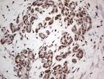 PCNA Antibody in Immunohistochemistry (Paraffin) (IHC (P))