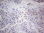 PCNA Antibody in Immunohistochemistry (Paraffin) (IHC (P))