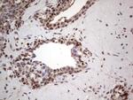 PCNA Antibody in Immunohistochemistry (Paraffin) (IHC (P))