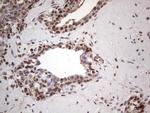 PCNA Antibody in Immunohistochemistry (Paraffin) (IHC (P))