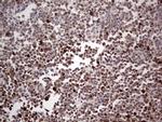PCNA Antibody in Immunohistochemistry (Paraffin) (IHC (P))