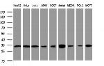 PCNA Antibody in Western Blot (WB)