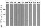 PCNA Antibody in Western Blot (WB)