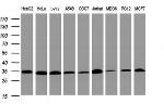 PCNA Antibody in Western Blot (WB)