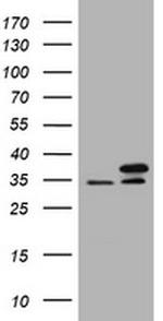 PCNA Antibody in Western Blot (WB)