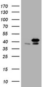 PCNA Antibody in Western Blot (WB)