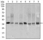 PCNA Monoclonal Antibody (7H4F8)