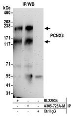 PCNX3 Polyclonal Antibody