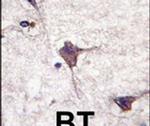 PCPTP1 Antibody in Immunohistochemistry (IHC)