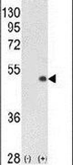 PCTAIRE1 Antibody in Western Blot (WB)