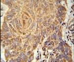 PCYOX1L Antibody in Immunohistochemistry (IHC)