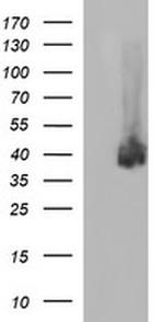 PD-L1 Antibody in Western Blot (WB)