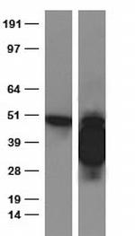PD-L1 Antibody in Western Blot (WB)