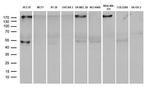 PD-L1 Antibody in Western Blot (WB)