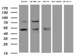 PD-L1 Antibody in Western Blot (WB)