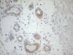 PD-L2 (PDCD1LG2) Antibody in Immunohistochemistry (Paraffin) (IHC (P))