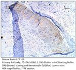 PDE10A Polyclonal Antibody