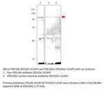 PDE10A2 Polyclonal Antibody