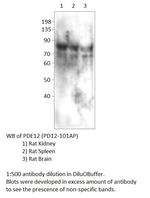 PDE12 Polyclonal Antibody
