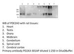 PDE2A3 Polyclonal Antibody