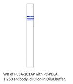 PDE3A Polyclonal Antibody