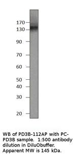 PDE3B Polyclonal Antibody