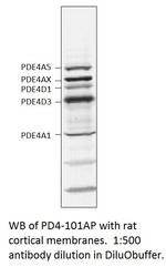 PDE4 Polyclonal Antibody