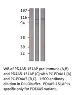 PDE4A5 Polyclonal Antibody