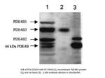 PDE4B Polyclonal Antibody