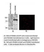 PDE4B3 Polyclonal Antibody