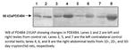 PDE4B4 Polyclonal Antibody