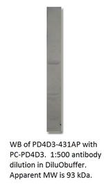 PDE4D3 Polyclonal Antibody