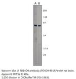 PDE4D9 Polyclonal Antibody