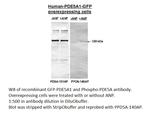 PDE5A Polyclonal Antibody