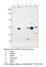 PDE7A Polyclonal Antibody