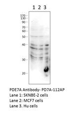 PDE7A Polyclonal Antibody