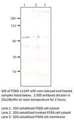 PDE8A Polyclonal Antibody