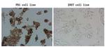 PDCD1 Antibody in Immunocytochemistry (ICC/IF)