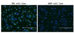 PDCD1 Antibody in Immunocytochemistry (ICC/IF)