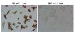 PDCD1 Antibody in Immunocytochemistry (ICC/IF)